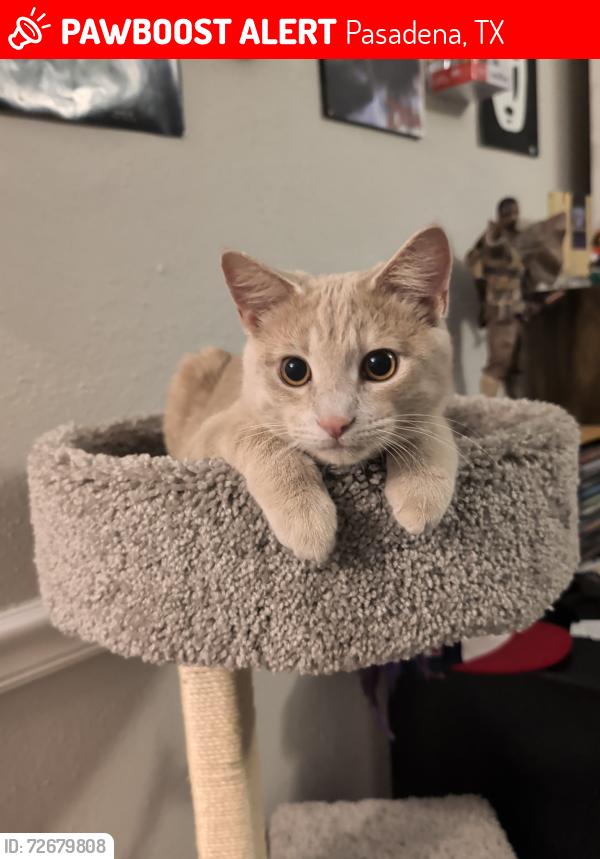 Lost Male Cat last seen queens park , Pasadena, TX 77506