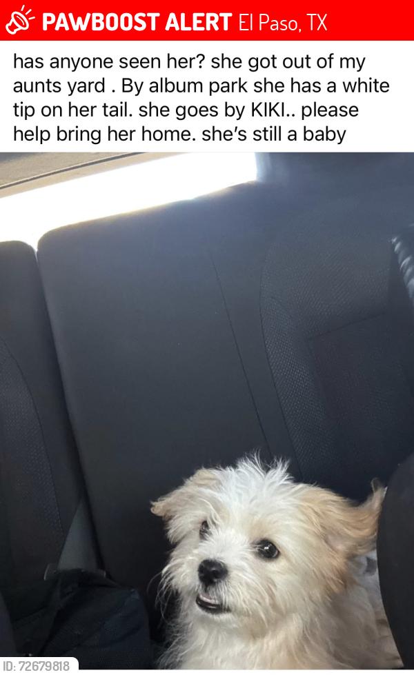 Lost Female Dog last seen Ballymount and luella, El Paso, TX 79925
