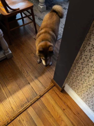Lost Male Dog last seen North  Strret and Hickory, Akron, OH 44320
