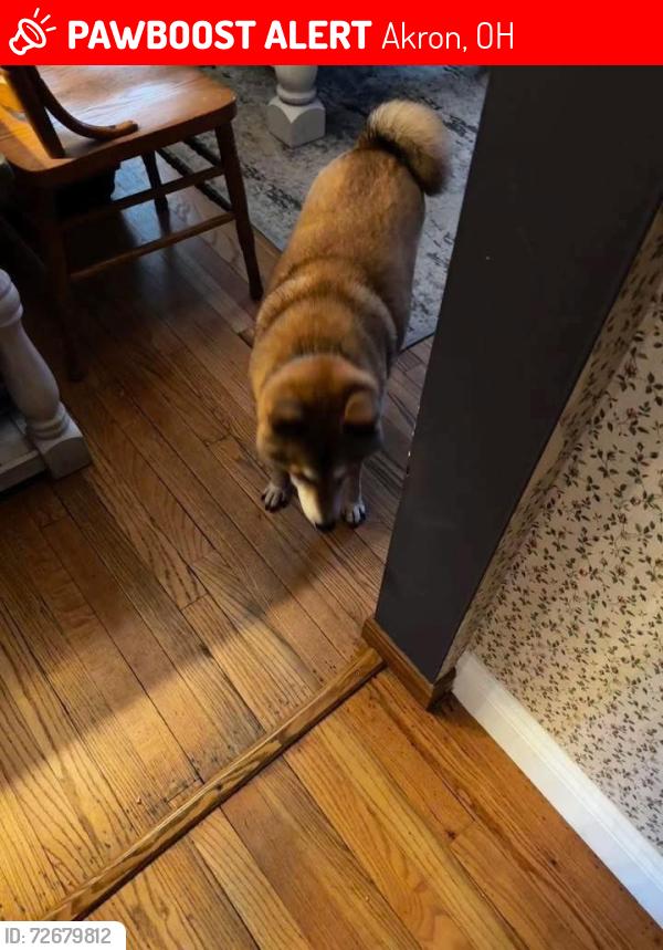 Lost Male Dog last seen North  Strret and Hickory, Akron, OH 44320