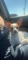 Found/Stray Female Dog last seen Zacatecas Park, Azusa, CA 91702