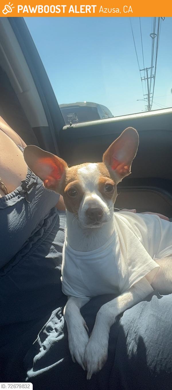 Found/Stray Female Dog last seen Zacatecas Park, Azusa, CA 91702