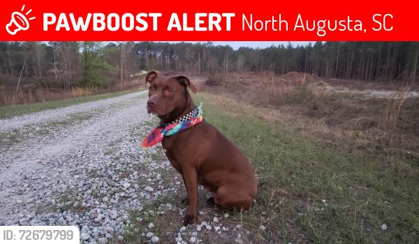 Lost Female Dog last seen North Augusta Post Office  GA. Avenue & Briggs st, North Augusta, SC 29841