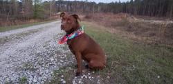 Lost Female Dog last seen North Augusta Post Office  GA. Avenue & Briggs st, North Augusta, SC 29841