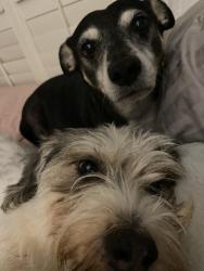 Lost Male Dog last seen Rosedale and highland village road, Highland Village, TX 75077