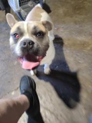 Found/Stray Male Dog last seen Sunset and western , Hayward, CA 94541