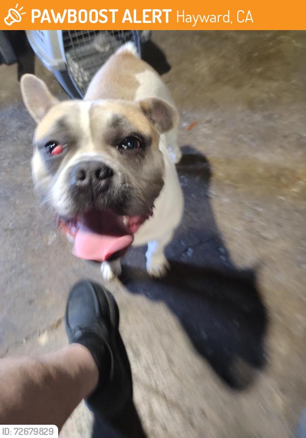 Found/Stray Male Dog last seen Sunset and western , Hayward, CA 94541