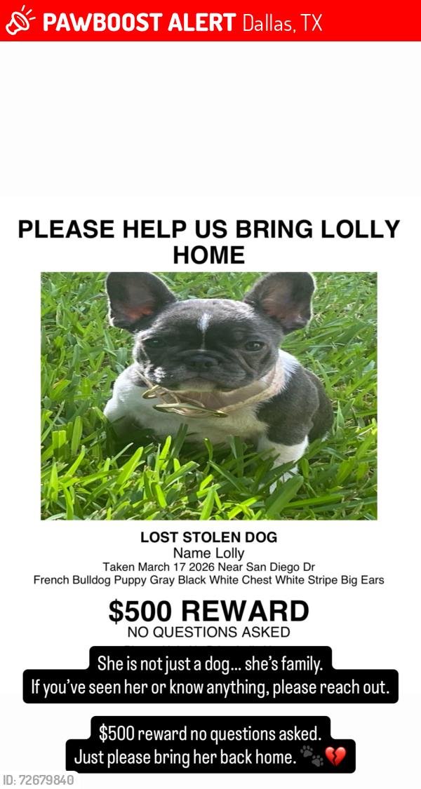 Lost Female Dog last seen  San Diego Dr , Dallas, TX 75228