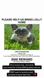 Lost Female Dog last seen  San Diego Dr , Dallas, TX 75228