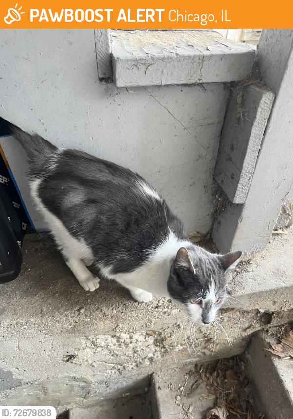 Found/Stray Female Cat last seen Seeley and Albion, Chicago, IL 60645