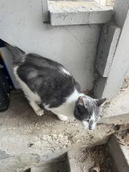 Found/Stray Female Cat last seen Seeley and Albion, Chicago, IL 60645
