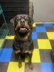 Found/Stray Male Dog last seen Found behind Dogtown , Cincinnati, OH 45239