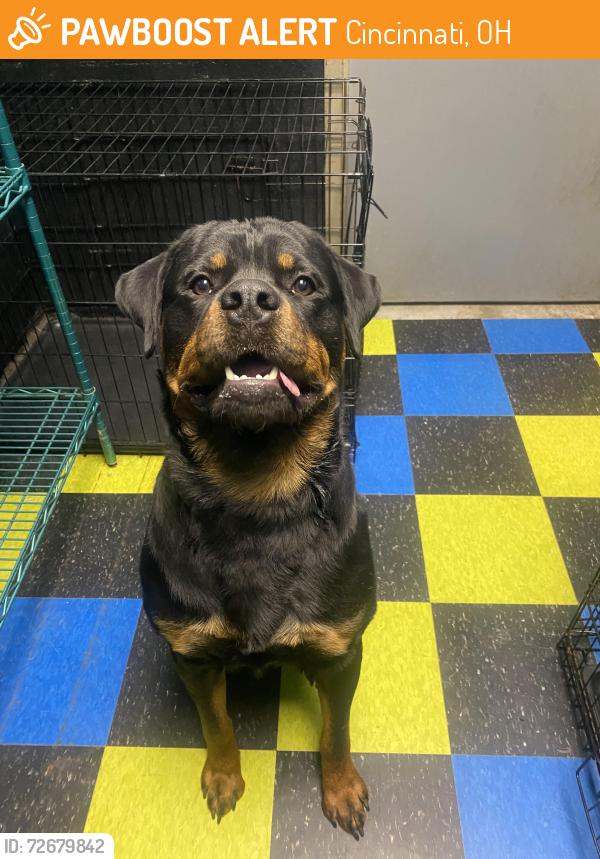 Found/Stray Male Dog last seen Found behind Dogtown , Cincinnati, OH 45239