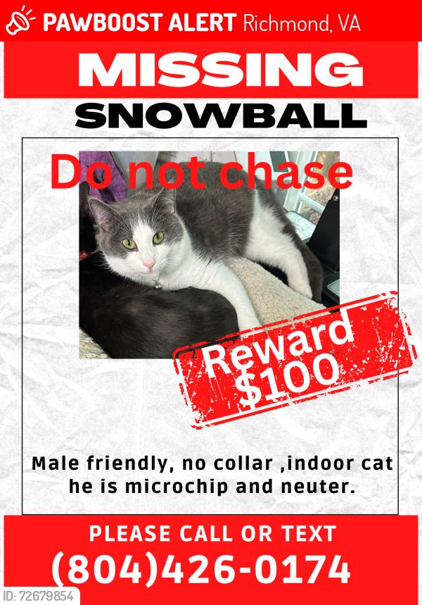 Lost Male Cat last seen Gladewater rd and pine top dr, Richmond, VA 23294