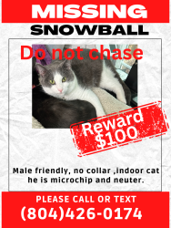 Lost Male Cat last seen Gladewater rd and pine top dr , Richmond, VA 23294