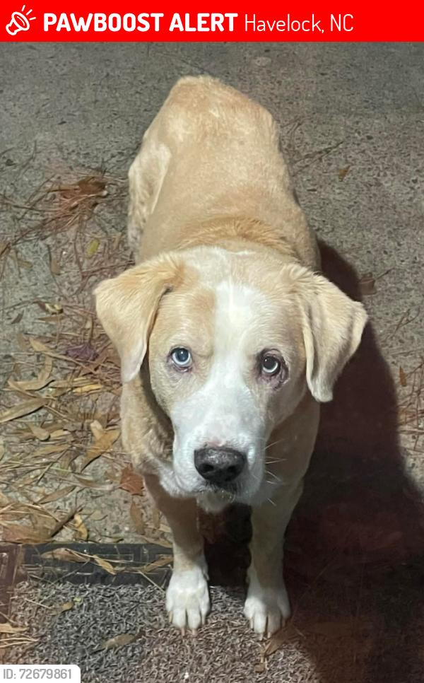 Lost Male Dog last seen Cherry Branch Subdivision Havelock, NC. , Havelock, NC 28532