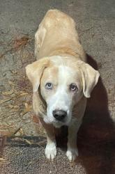 Lost Male Dog last seen Cherry Branch Subdivision Havelock, NC. , Havelock, NC 28532