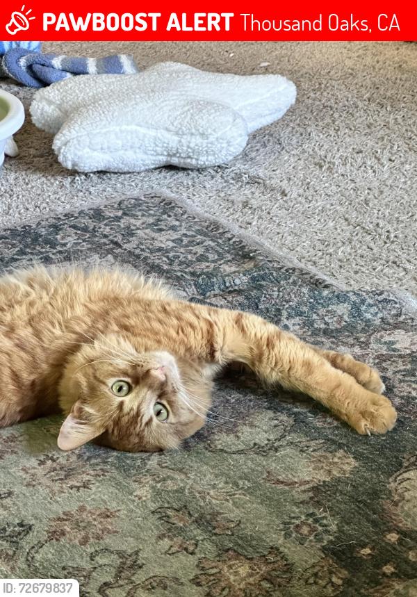 Lost Male Cat last seen 101W Avenida de los Arboles & Longfellow, Thousand Oaks, CA 91360