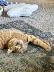 Lost Male Cat last seen 101W Avenida de los Arboles & Longfellow, Thousand Oaks, CA 91360