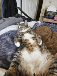 Lost Male Cat last seen Near Building 24, Henderson, NV 89052