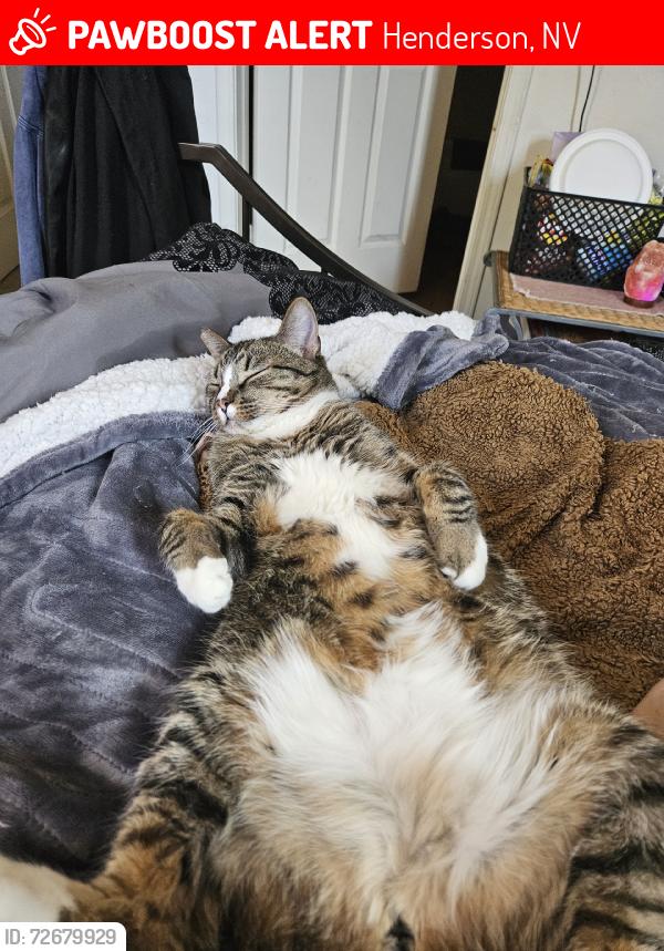 Lost Male Cat last seen Near Building 24, Henderson, NV 89052