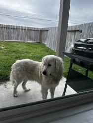 Found/Stray Male Dog last seen Spear-Gears and TC Jester, Houston, TX 77067
