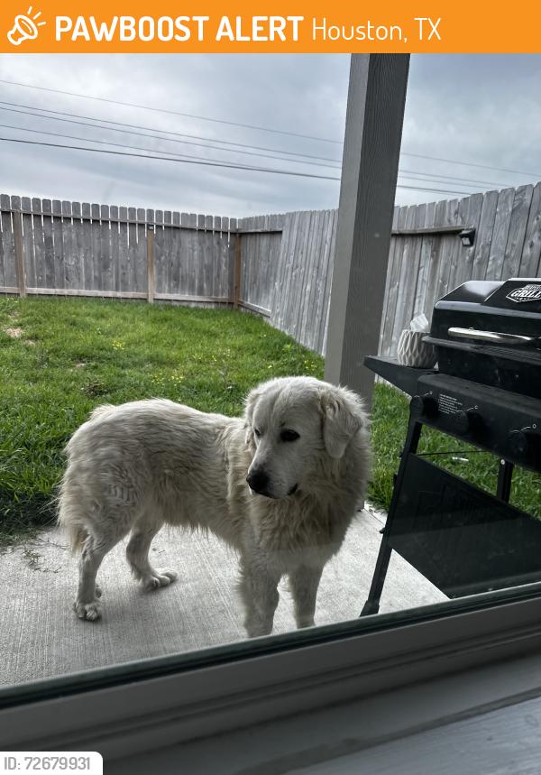 Found/Stray Male Dog last seen Spear-Gears and TC Jester, Houston, TX 77067