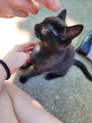 Found/Stray Male Cat last seen In the creek between san tomas aquino pkwy and payne and san tomas aquino pkwy and gleason, San Jose, CA 95117