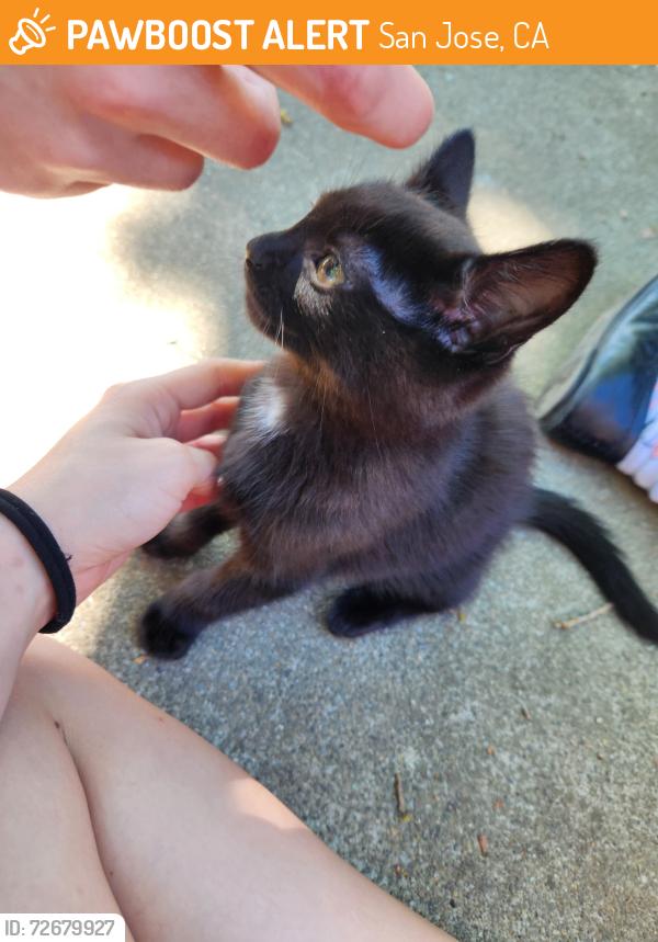 Found/Stray Male Cat last seen In the creek between san tomas aquino pkwy and payne and san tomas aquino pkwy and gleason, San Jose, CA 95117