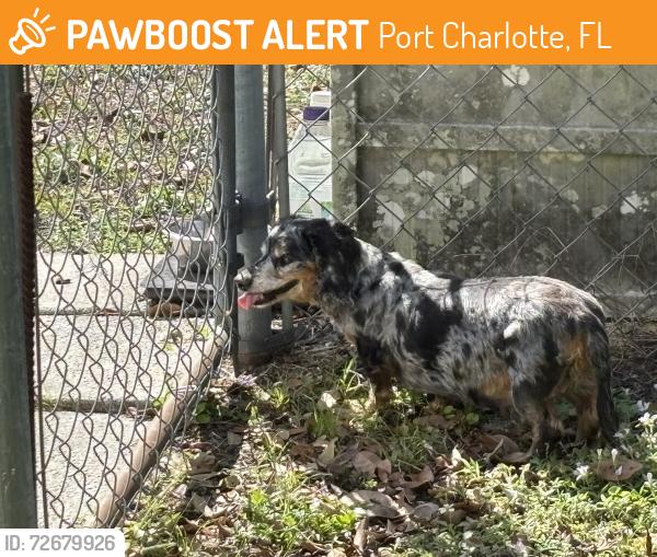 Found/Stray Male Dog last seen Alda Ln and Picnic St, Port Charlotte, FL 33952