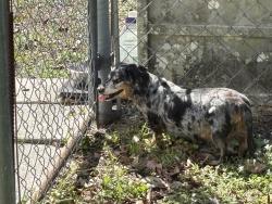 Found/Stray Male Dog last seen Alda Ln and Picnic St, Port Charlotte, FL 33952