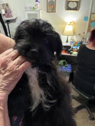 Found/Stray Male Dog last seen Horner , Stockton, CA 95215