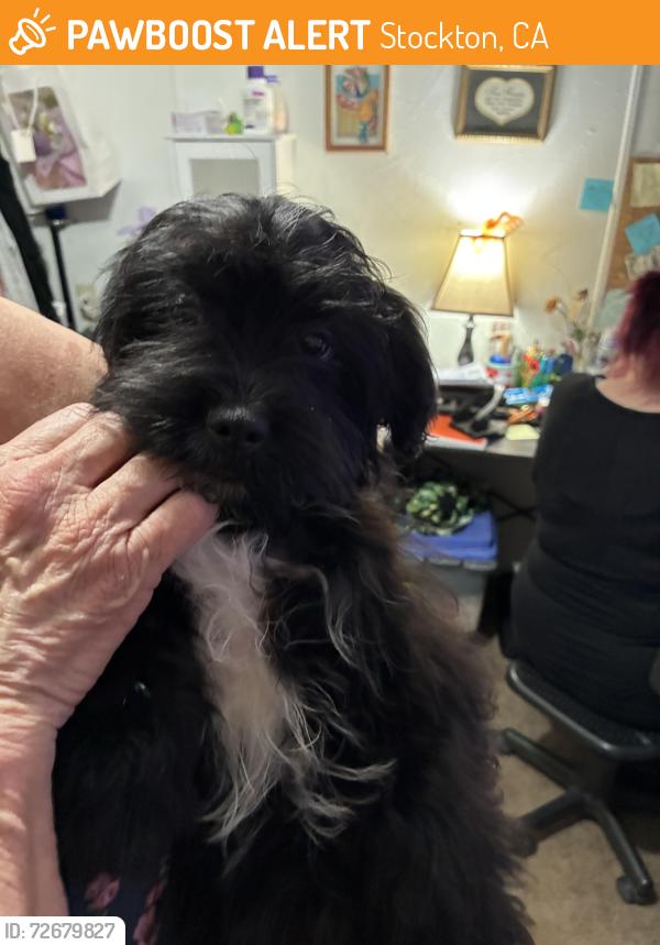 Found/Stray Male Dog last seen Horner , Stockton, CA 95215