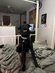 Lost Male Dog last seen Bridge over the river also little pine road is likely place for him to have been lost, Bear Creek Rd, NC 28701