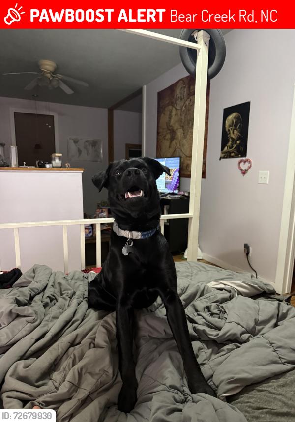 Lost Male Dog last seen Bridge over the river also little pine road is likely place for him to have been lost, Bear Creek Rd, NC 28701