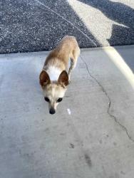 Found/Stray Female Dog last seen Westport street, Port Charlotte, FL 33952