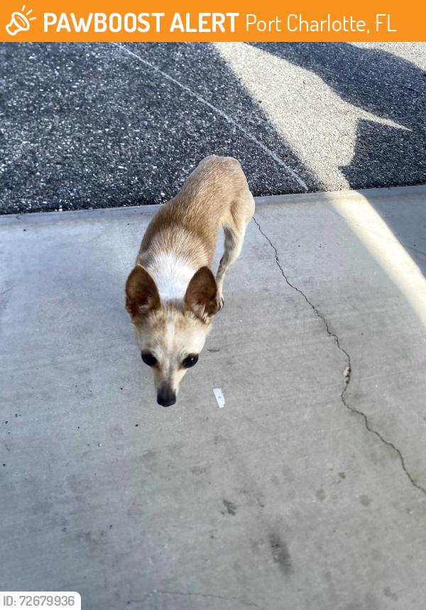 Found/Stray Female Dog last seen Westport street, Port Charlotte, FL 33952