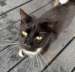 Found/Stray Female Cat last seen Near Dairy Queen area, Pompano Beach, FL 33064