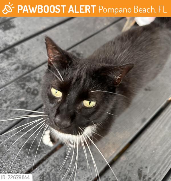 Found/Stray Female Cat last seen Near Dairy Queen area, Pompano Beach, FL 33064