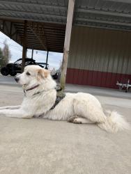 Lost Female Dog last seen Cemetery Rd, Santa Fe, TX 77517