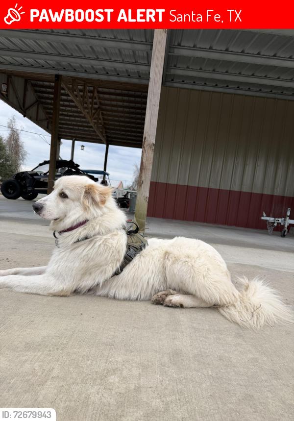 Lost Female Dog last seen Cemetery Rd, Santa Fe, TX 77517