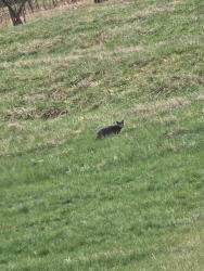 Found/Stray Unknown Cat last seen Behind Dorothys Pond cndmniums, Columbus, OH 43110