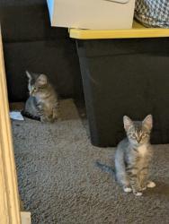 Lost Male Cat last seen 76th Lapham, West Allis, WI 53214