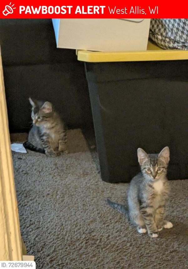 Lost Male Cat last seen 76th Lapham, West Allis, WI 53214