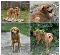 Lost Female Dog last seen Merritt St and Hunt Lane, San Antonio, TX 78227