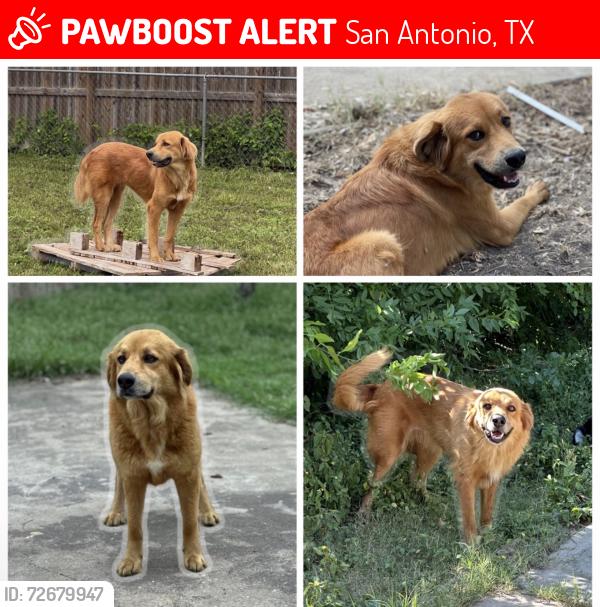 Lost Female Dog last seen Merritt St and Hunt Lane, San Antonio, TX 78227