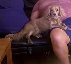 Lost Female Dog last seen 63rd Dr Austin street, Queens, NY 11374