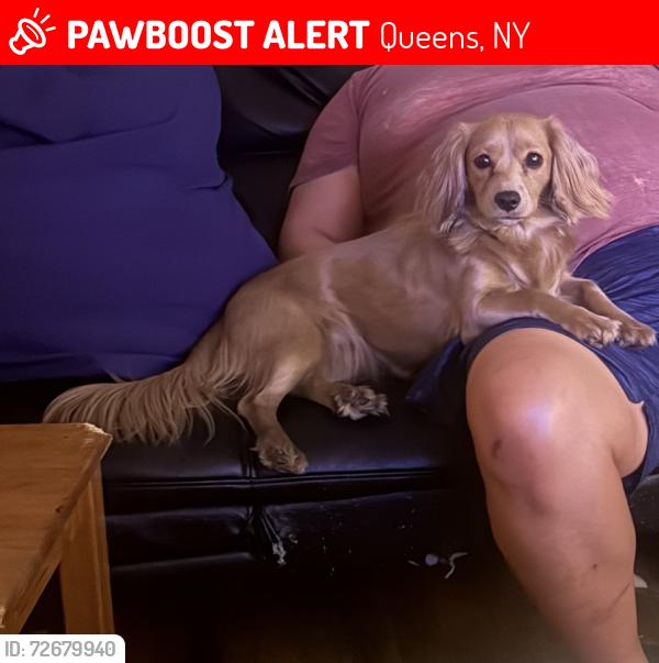 Lost Female Dog last seen 63rd Dr Austin street, Queens, NY 11374