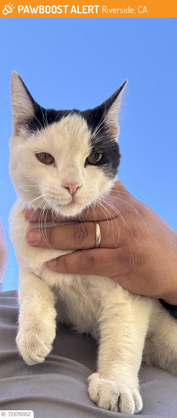 Found/Stray Male Cat last seen Reid Park Community Center, Riverside, CA 92501