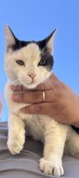 Found/Stray Male Cat last seen Reid Park Community Center, Riverside, CA 92501